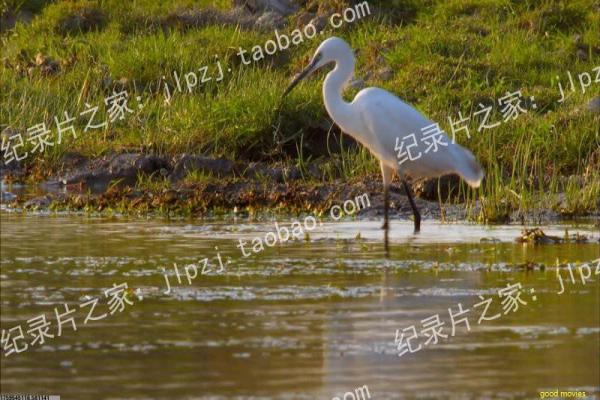 《端岛计划》端岛计划的灵异探险,详细还原日本恐怖片的鬼岛与诅咒